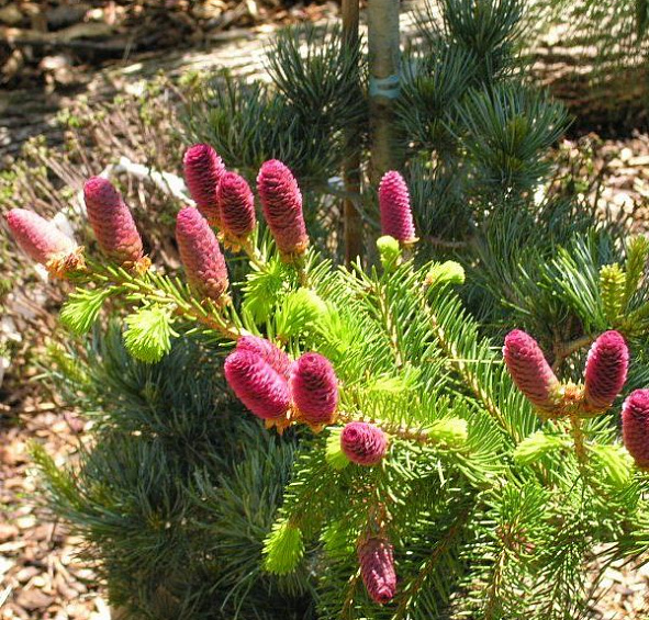 Ель колючая 'Лаки Страйк'